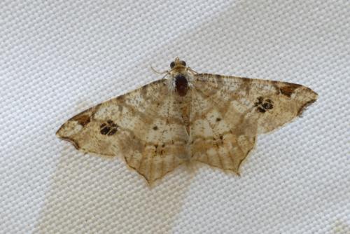 Réf. 187 208 : Macaria notata